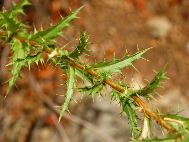 Carlina corymbosa e Carlina vulgaris